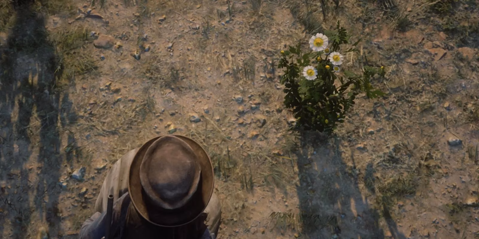 hunting-the-elusive-wild-feverfew-in-red-dead-redemption-2-a-desert-treasure-hunt-image-0